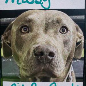 Lost Dog Missy