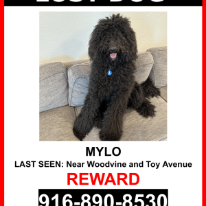 Lost Dog Mylo