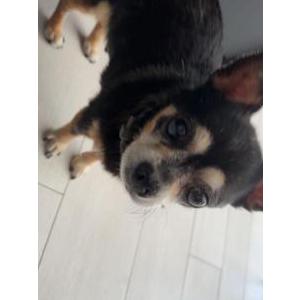 Image of Rocco, Lost Dog