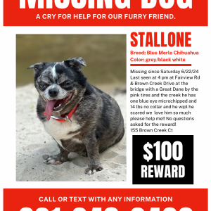 Image of Stallone, Lost Dog