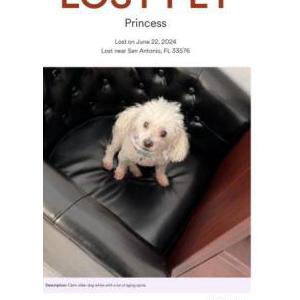 Image of Princess, Lost Dog