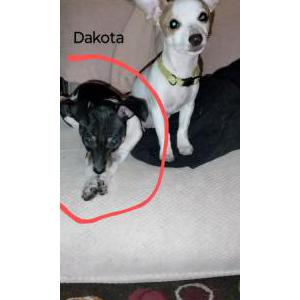 Lost Dog Dakota