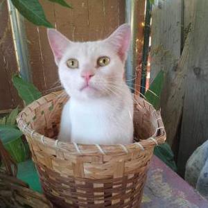 Image of Amber, Lost Cat