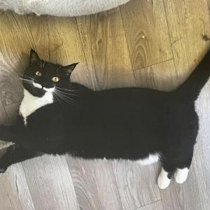 Image of Purrcee, Lost Cat