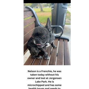 Lost Dog Nelson