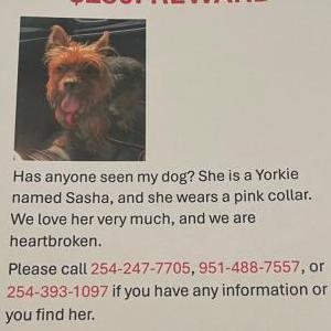 Lost Dog Sasha