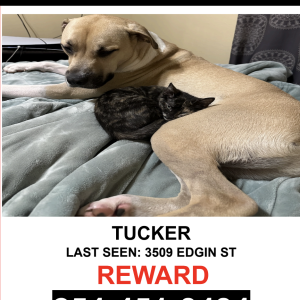 Image of TUCKER, Lost Dog