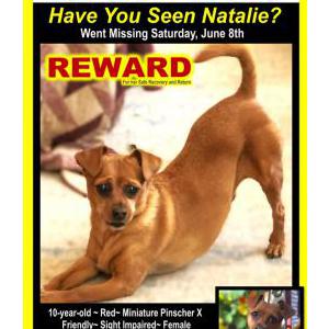 Lost Dog Natalie