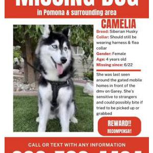 Image of Camelia, Lost Dog