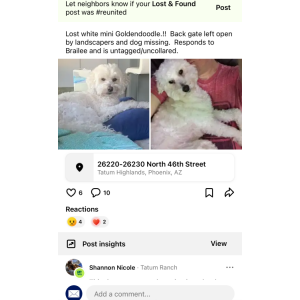 Image of Brailee, Lost Dog
