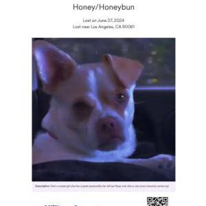 Lost Dog Honeybun/honey