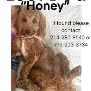 Image of Honey, Lost Dog