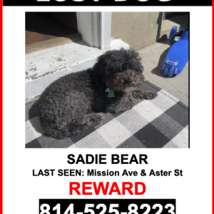 Lost Dog Sadie Bear