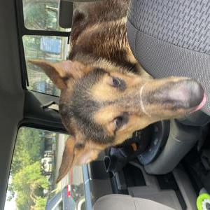 Image of Unknown., Found Dog