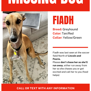 Image of Fiadh/Brat, Lost Dog
