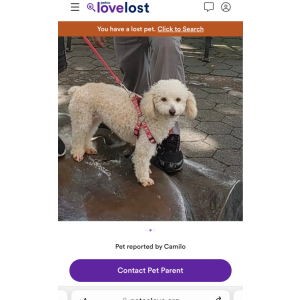 Image of Princesa, Lost Dog