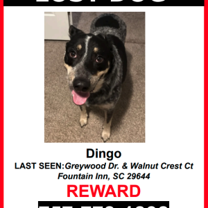 Lost Dog Dingo