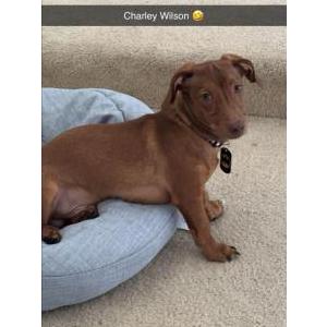 Lost Dog Charley