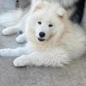 Image of snowball, Lost Dog