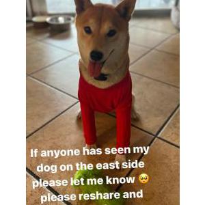 Lost Dog Mai