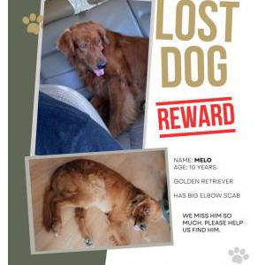 Lost Dog Melo