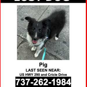 Image of Pig, Lost Dog