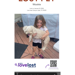 Image of Wookie, Lost Dog