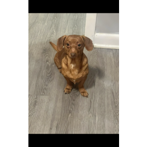 Image of Dino, Lost Dog