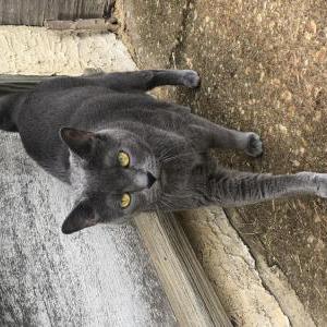 Image of dora, Lost Cat