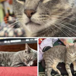 Image of Garp, Lost Cat