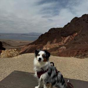 Lost Dog Kahlua