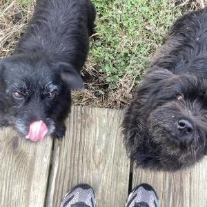 Found Dog Unknow