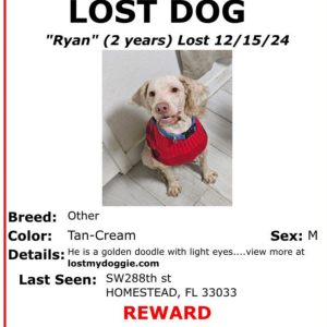 Lost Dog Ryan