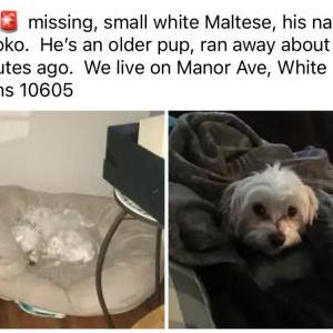 Lost Dog Koko
