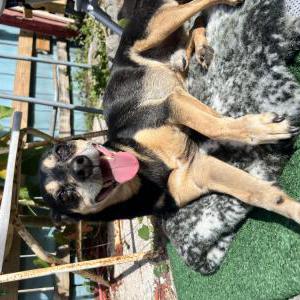 Lost Dog Bk (burger king)