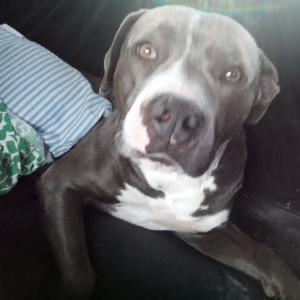 Image of Unknown, Found Dog