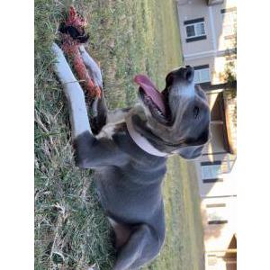 Lost Dog Koa