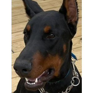 Lost Dog Parker
