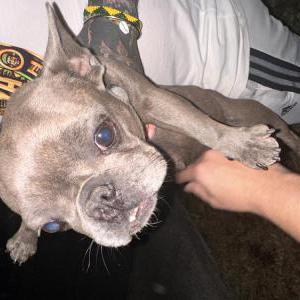 Found Dog Unknown