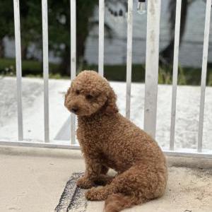 Lost Dog Bailey