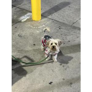Image of Hennessy, Lost Dog