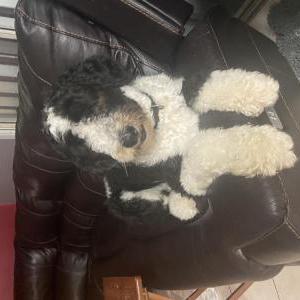 Lost Dog Bentley