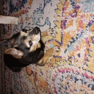 Image of Unknown, Found Dog