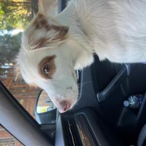 Lost Dog coco