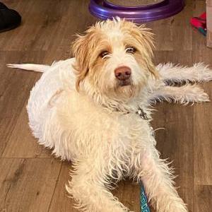 Found Dog unknown