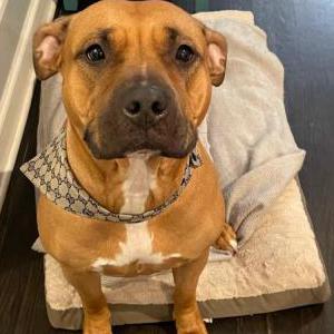 Image of Nala, Lost Dog