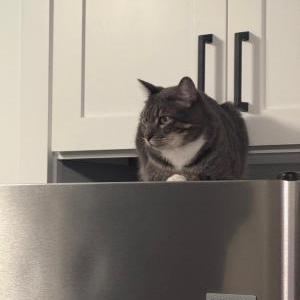 Image of Aspen, Lost Cat