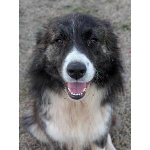 Image of Unknown, Found Dog