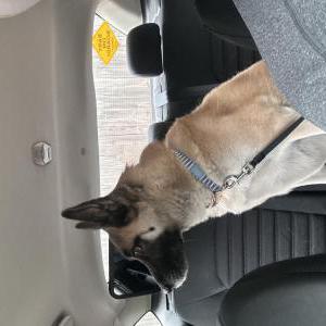 Lost Dog Enzo