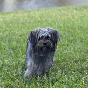 Image of Max, Lost Dog